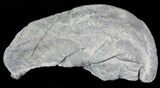 Fossil Whale Ear Bone - Miocene #63536-1